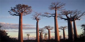 Peace Corps Madagascar Volunteer Manual - Image